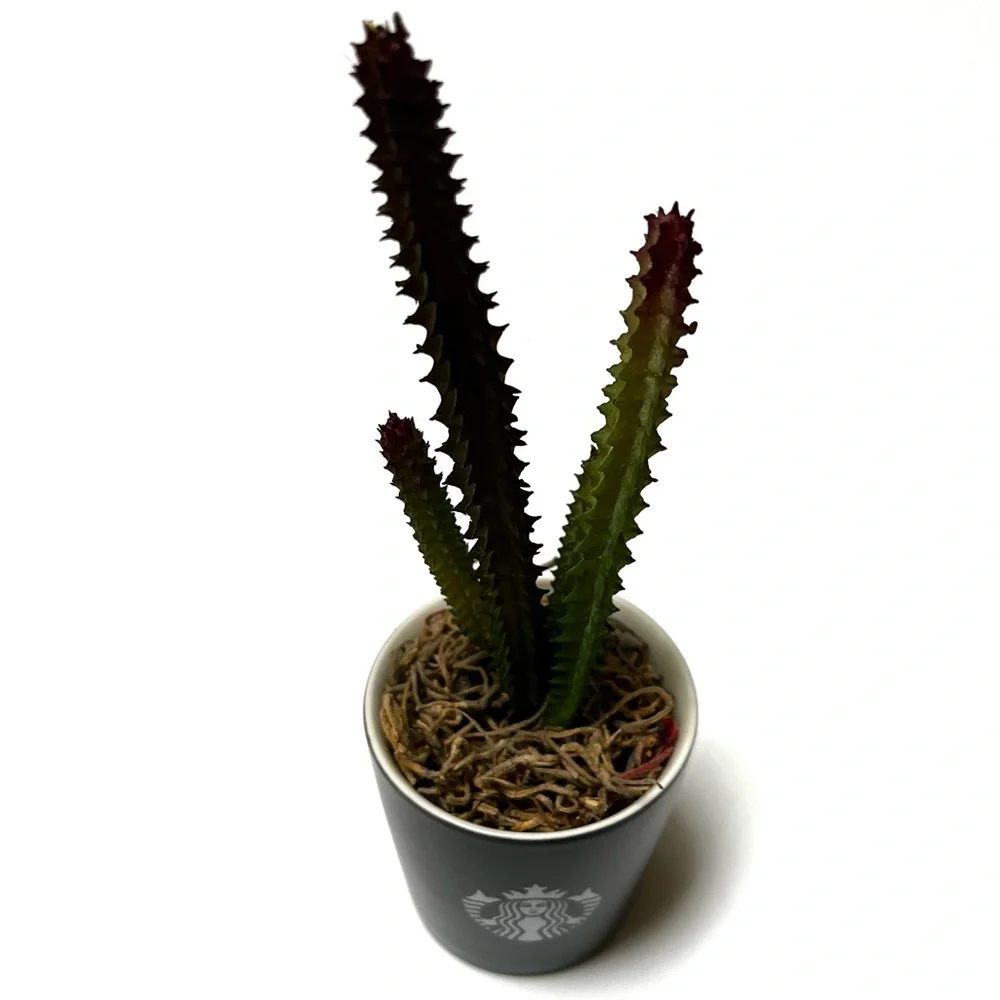 Cute Cactus in Starbucks shot
